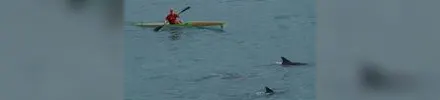 Red7 Green7 (Surf70 cork-composite) surfski, on-water action shot with dolphins