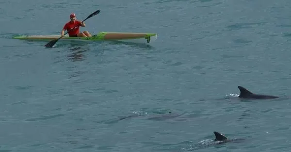 Red7 Green7 (Surf70 cork-composite) — on-water action shot with dolphins